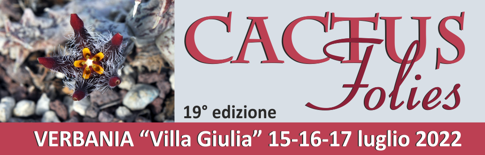 Immagine: banner cactus