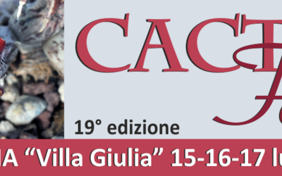 Immagine: banner cactus