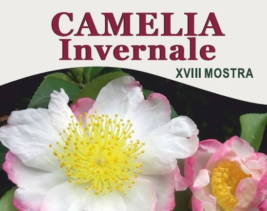 Immagine: Banner Camelia Invernale 2023