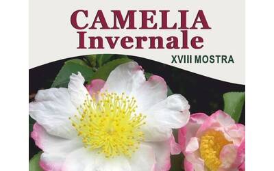 Immagine: Banner Camelia Invernale 2023
