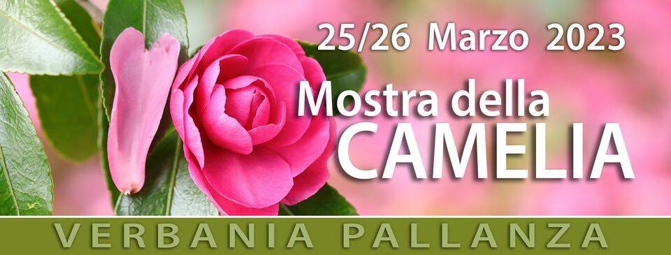 Immagine: banner camelia