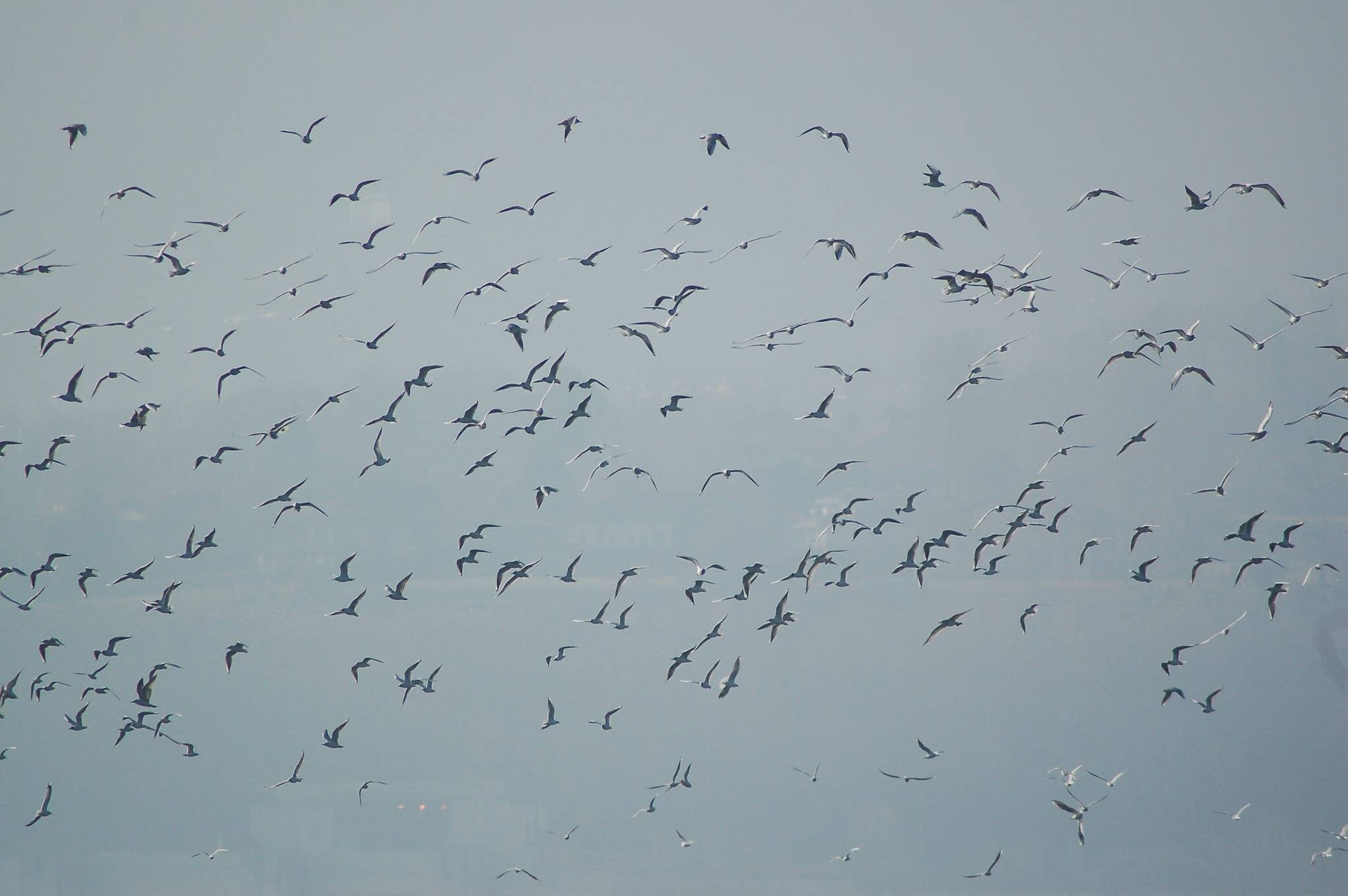 Immagine: birdwatching maggio 22