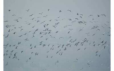 Immagine: birdwatching maggio 22