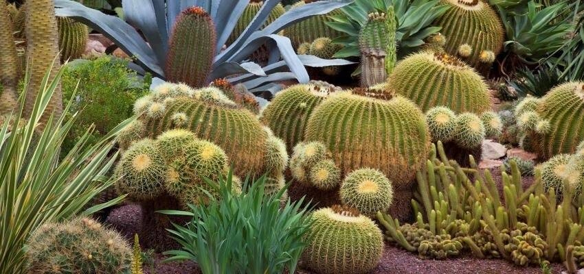 Immagine: CACTUS AIUOLA