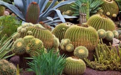 Immagine: CACTUS AIUOLA