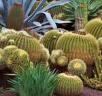 Immagine: Cactus FB
