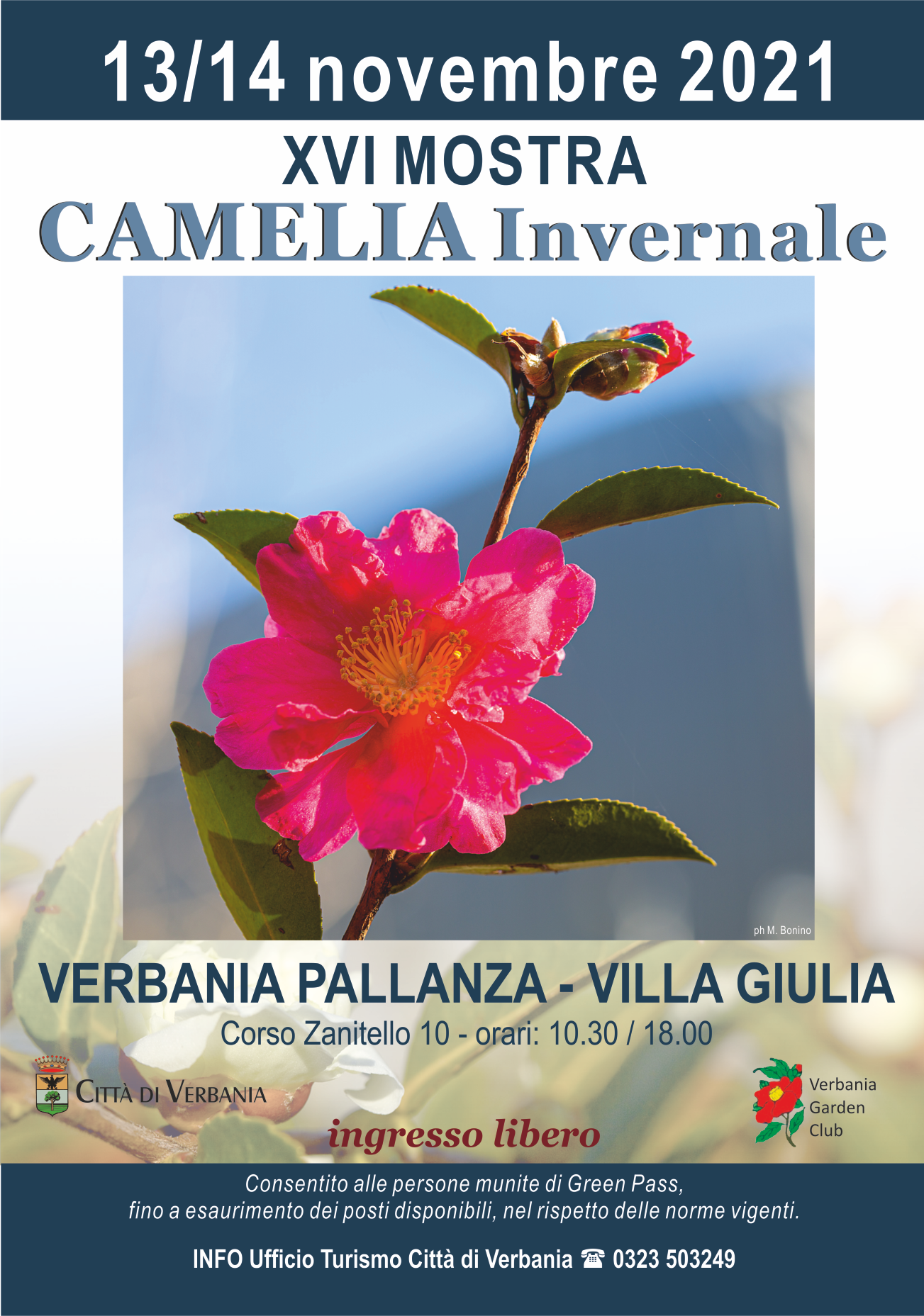 Immagine: camelia invernale