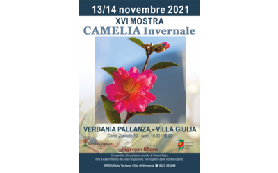 Immagine: camelia invernale