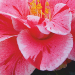 Immagine: camelia primaverile 2024 LOCANDINA