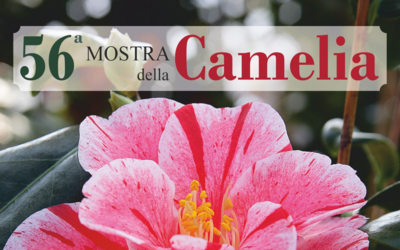 Immagine: camelia primaverile 2024