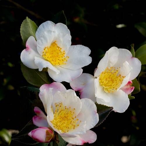Immagine: Camelia-Sasanqua-NARUMIGATA