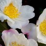 Immagine: Camelia-Sasanqua-NARUMIGATA