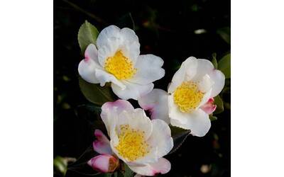 Immagine: Camelia-Sasanqua-NARUMIGATA