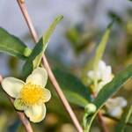 Immagine: camelia sinensis