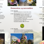 Immagine: depliant camelia invernale retro
