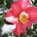 Immagine: Fiore Camelia Sasanqua