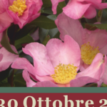 Immagine: manifesto camelia invernale