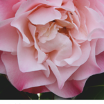 Immagine: manifesto camelia