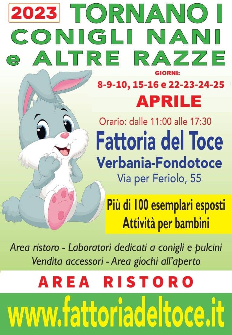 Immagine: Mostra conigli nani 2023