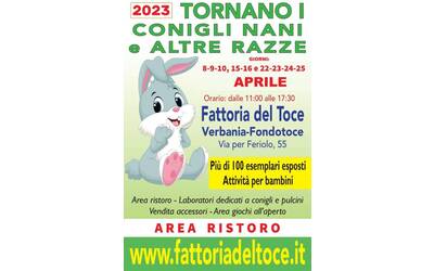 Immagine: Mostra conigli nani 2023