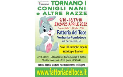Immagine: mostra conigli nani manifesto 2022_page-0001 (1)