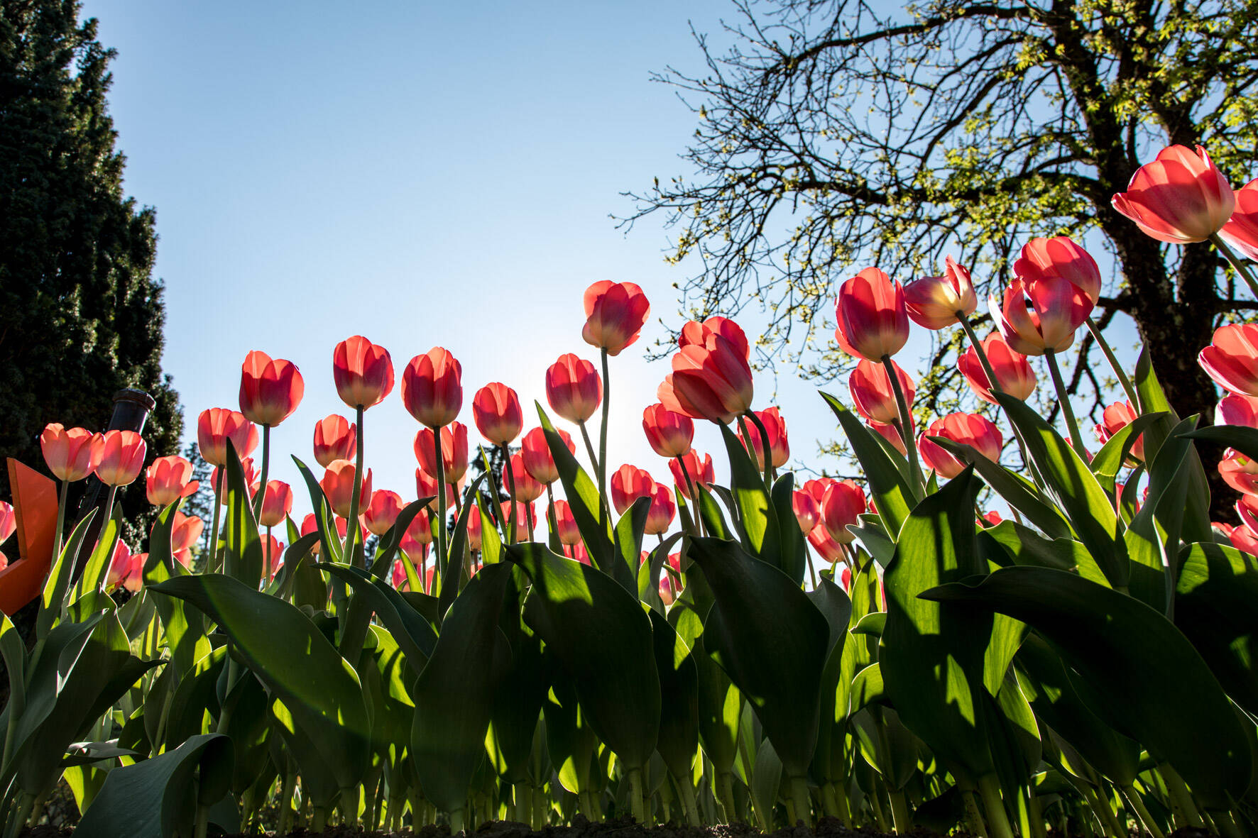 Immagine: TULIPANI