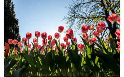 Immagine: TULIPANI