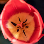 Immagine: TULIPANO