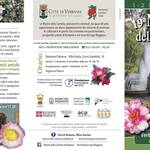 Immagine: Camelia invernale 2025 front
