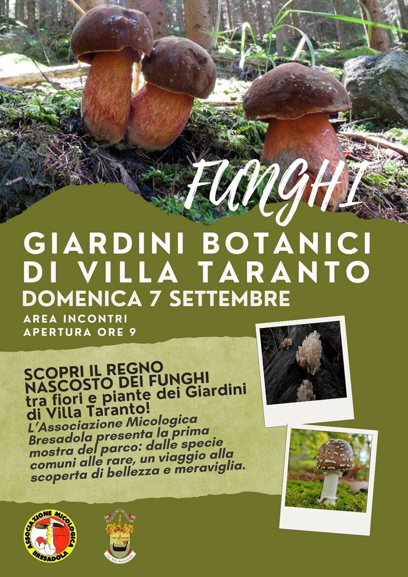 Immagine: SCOPRI IL REGNO NASCOSTO DEI FUNGHI