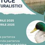 Visite in barca elettrica nella Riserva di Fondotoce aprile